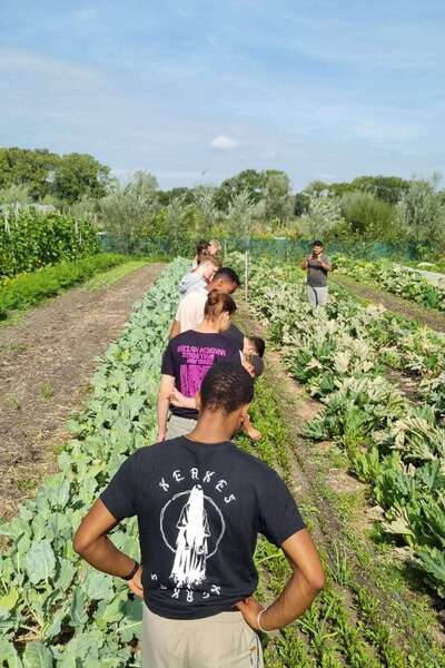 Meerdere studenten staan in een pluktuin om groente te plukken.